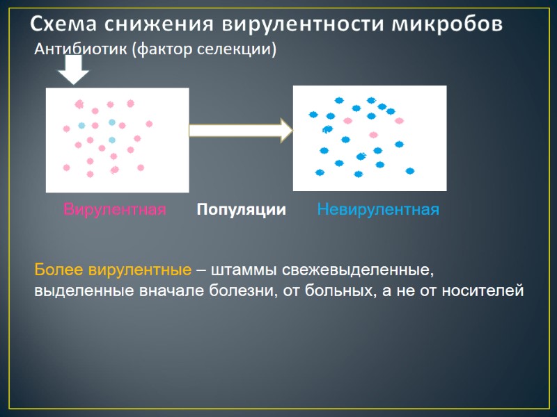 Схема снижения вирулентности микробов Антибиотик (фактор селекции)  Более вирулентные – штаммы свежевыделенные, выделенные